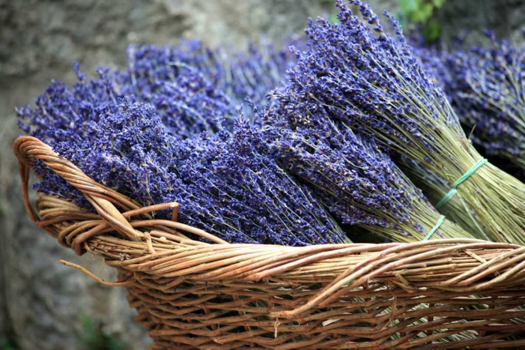 Dried lavender flowers 100% natural Lavender flowers bulk - Ruistars