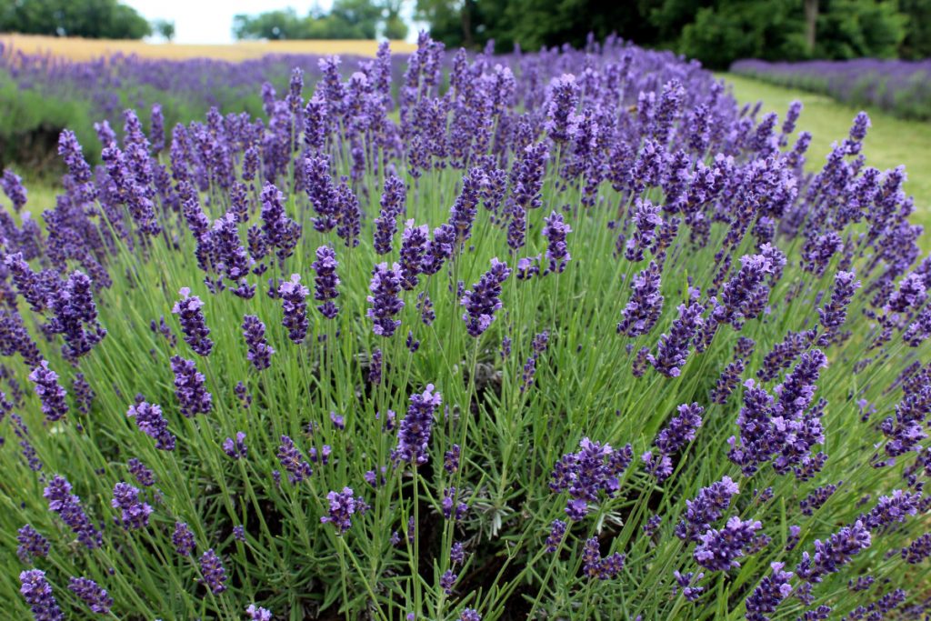 Dried lavender flowers 100% natural Lavender flowers bulk - Ruistars